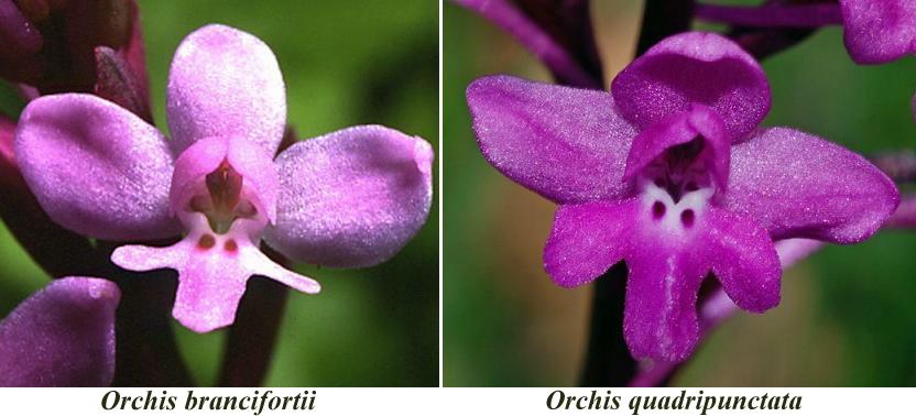 Da identificare: Orchis brancifortii, Pazzano (RC, Calabria)